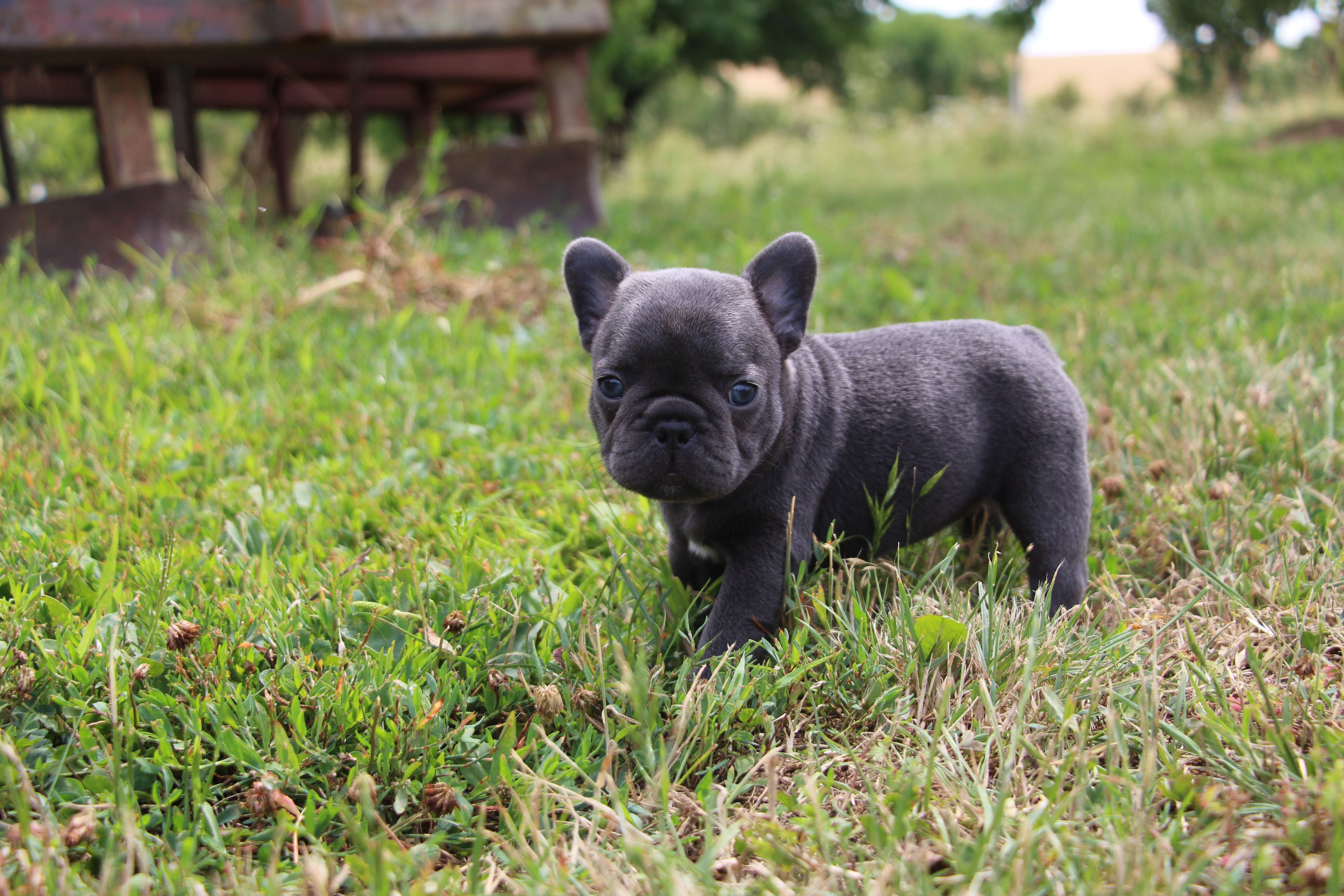 <svg class='pink'></svg> <b>Miss Little Heart</b> <svg class='pink'></svg>